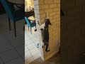 Yes!! My cat!! #crazy #pet #cathumor #catshort #catlady #catvideo #catviral #catlife #funny #smile