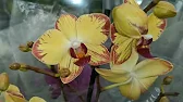 Орхидеи,узамба́рские фиалки,Самара🌺