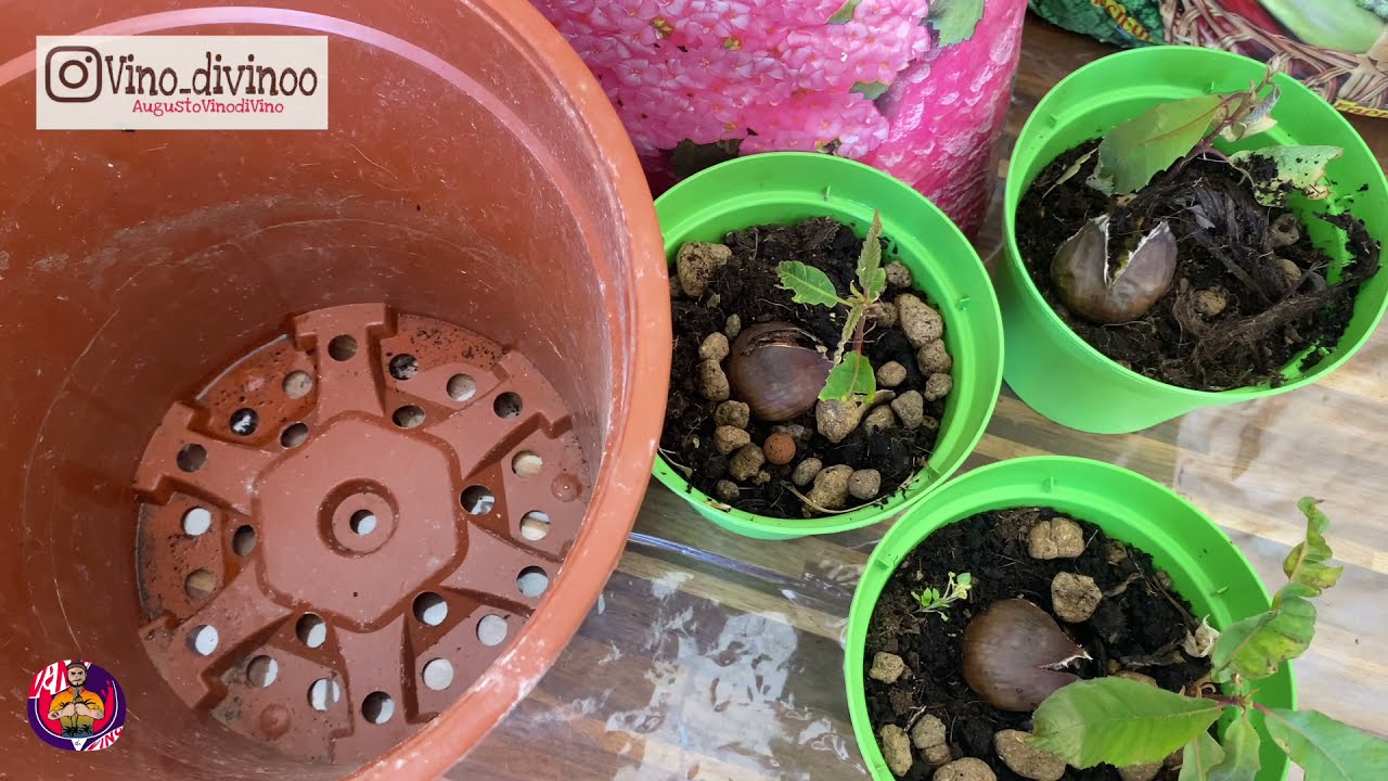 Dalle castagne 🌰 creiamo un albero 🌲