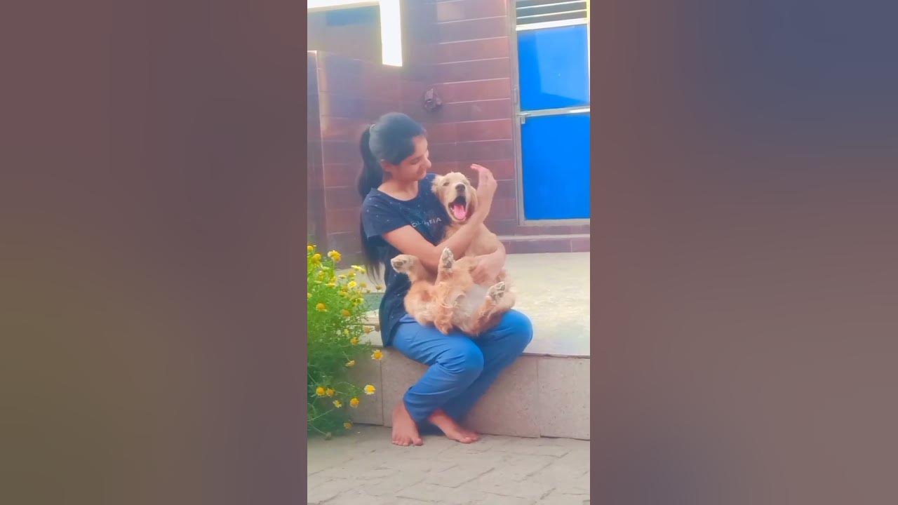 so-cute-my-golden-retriever-puppy-shorts-youtube