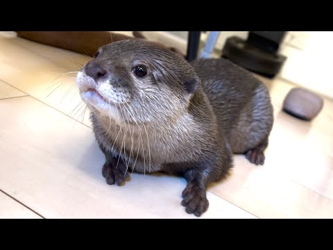 ??????? ??????????????????? Wet otter avoided by cat