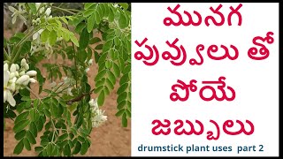 మునగ చెట్టు పువ్వులు బెరడు వేర్లు తో పోయే జబ్బులు || munaga flower uses in telugu || drumstic part 2