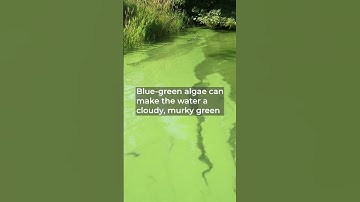 🔍 How To Spot Blue-Green Algae - Harmful Algal Blooms!🦠🏊‍♀️