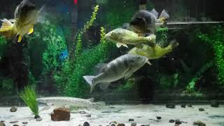 Insane Topwater Action peacock bass feeding