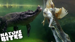 Feeding the Crocodiles | The Secret Life of the Zoo | Nature Bites