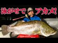 泳がせでメーターオーバー！巨大アカメを釣る!!【Catching huge Japanese barramundi "AKAME"!! 】
