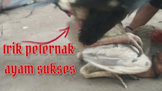 melatih ayam kawin duduk #viral