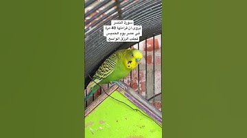 #سورة_النصر #قرآن #المصحف #العراق #اليمن #السعودية #مصر #طيور #البادجي #quran #birds #budgies #usa