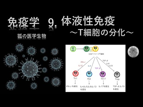 免疫学9  体液性免疫〜T細胞の分化〜