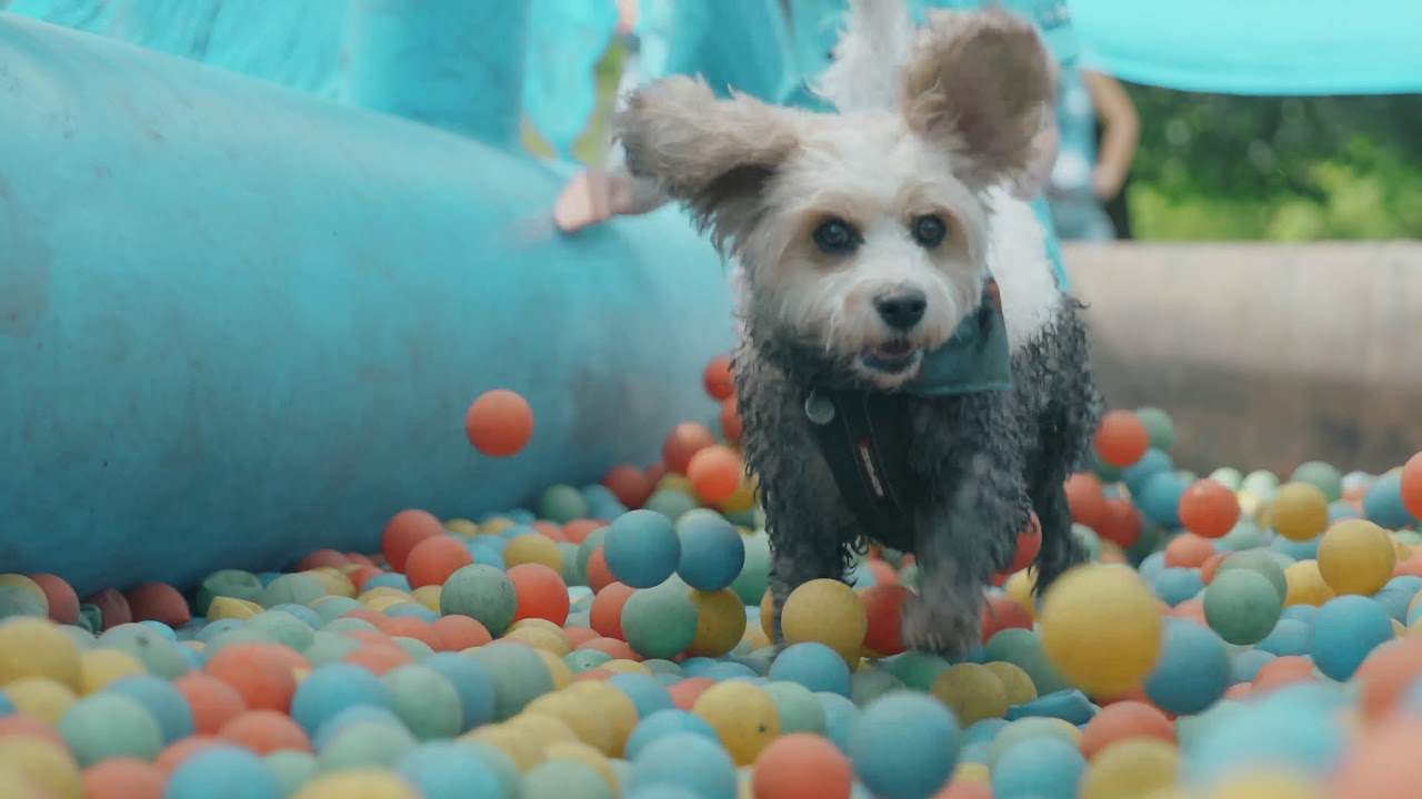 Muddy Dog Challenge Stowell Park, Gloucestershire 2019 YouTube