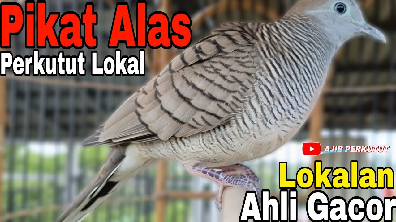 Perkutut Lokal Gacor Pikatan Alas Lokal Ahli Gacor 