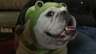 Bulldog in a Frog Costume