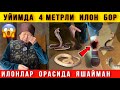 Илонлар Орасида Яшайман Уйимда 200 та Илон Улдирдим Войдоод 99888 788 82 74 Илонлар Орасида Яшайман Уйимда 200 та Илон Улдирдим Войдоод 99888 788 82 74