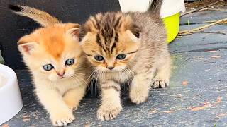 Baby kitten Pluto scared his brother with his jump / rural life of purebred cats by Kitten Street 3,666 views 2 weeks ago 4 minutes, 4 seconds