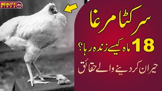 Amazing and interesting facts 005 | Mike the Headless Chicken | Urdu/Hindi