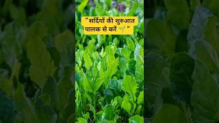 “सर्दियों में ऐसे उगाएं पालक 🌿 | Grow Bag में Easy Palak Gardening Hacks” #Shorts #YoutubeShorts