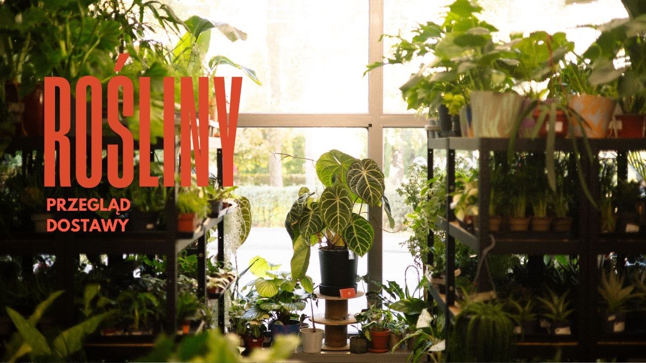 NIESAMOWITE ROŚLINY - nowa dostawa • epiphyllum fruhlingsgold, Scindapsus Moonlight Variegata