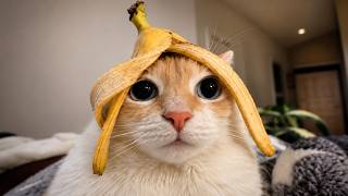 Rare Cat Moment