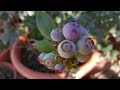 Cómo cultivar plantas de Arandanos en maceta