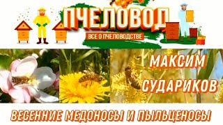 Весенние медоносы и пыльценосы