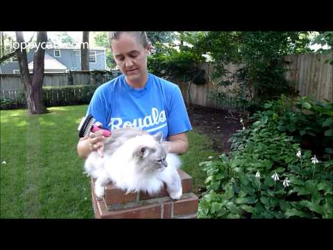 furminator ragdoll