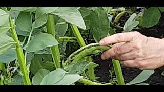 Lóbab, A Biokertek Őshonos Babféléje