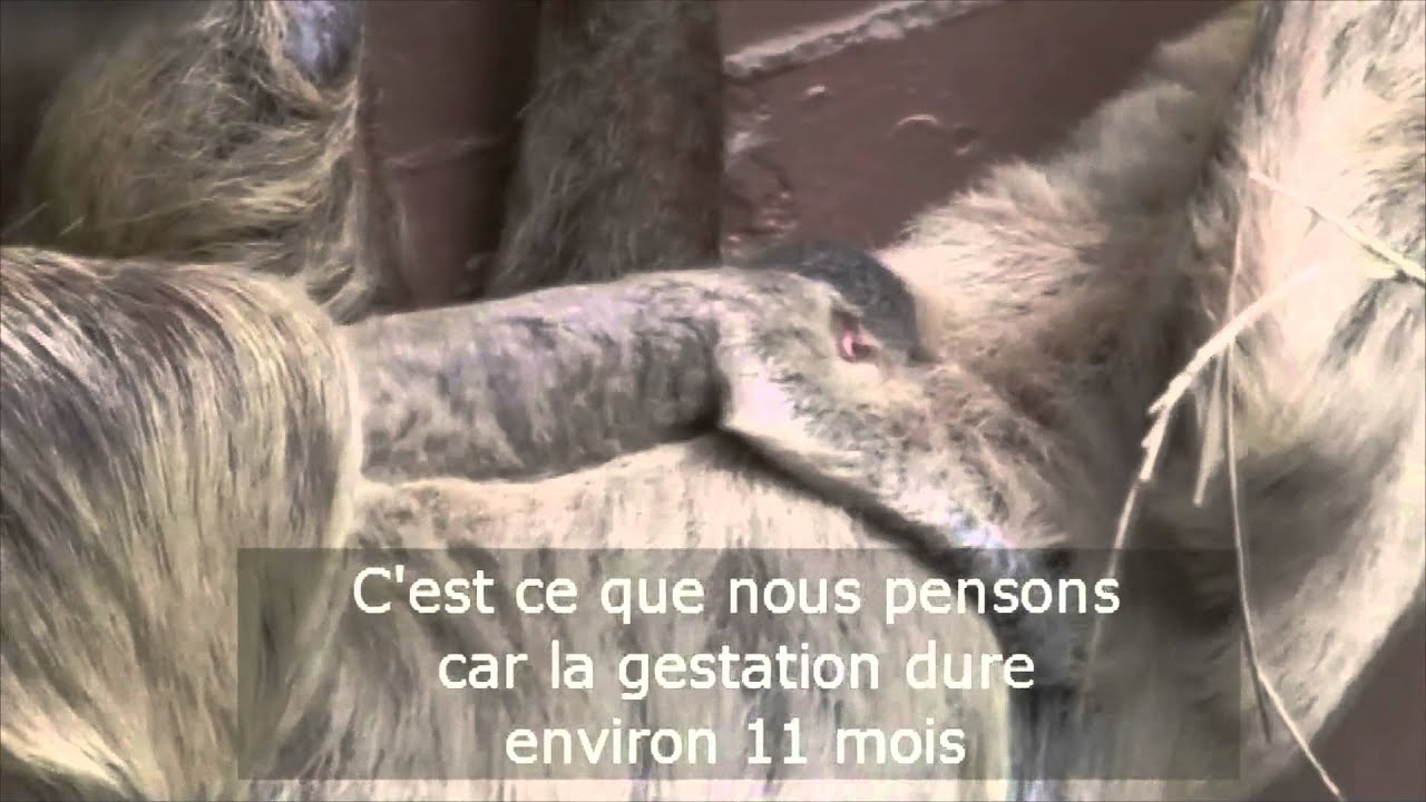 Rare Naissance D Un Paresseux Dans Un Zoo A Londres Youtube