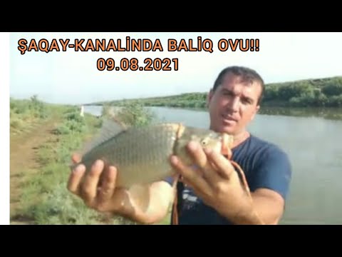 Video: Tailandning Qarag'ay Baliqlari