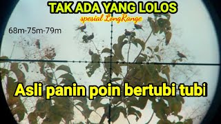 Berburu Tekukur Spot Jutaan Tekukur Bikin Iri Para Sniper