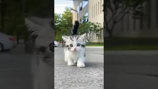 Meow Meow Billi Karti Hindi Rhyme For Kids मयऊ मयऊ Balgeet In Hindi Littletreehouse