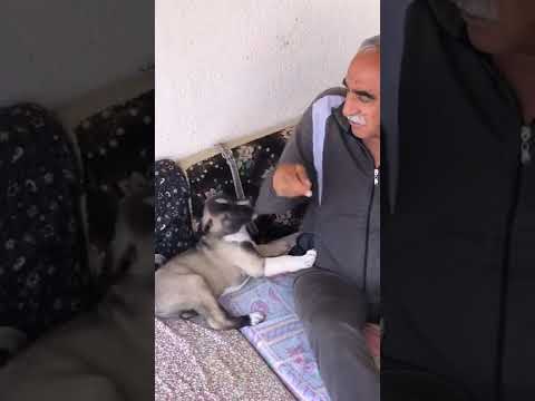 EŞKİYANIN enikliği 🐾🔥 #eşkiya #firmino #pala #dogattack #agamafya #kangal #dog #doglover