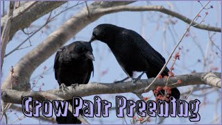 Crow pair preening