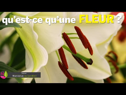 Vidéo: Coquelicot (famille) : caractéristiques générales, formule de la fleur et caractéristiques