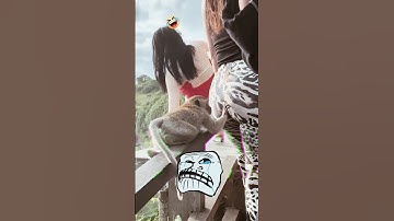 Monkey and Girl Funny Moment 😂 | Viral Epic Animal Short #funny #shortvideo #monkey #shortsviral