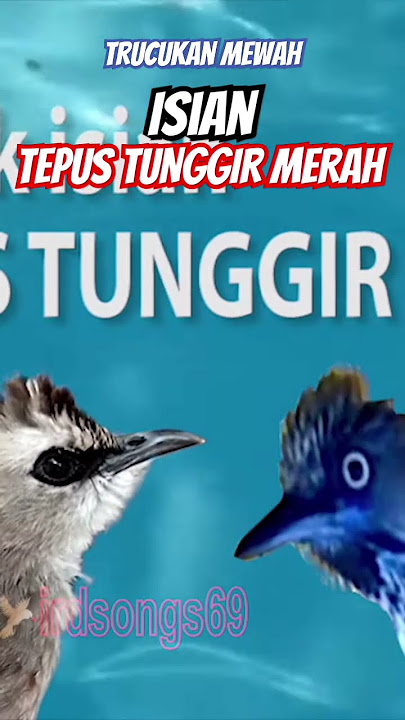 Masteran trucuk #mewah isian #tepustunggirmerah #tepus