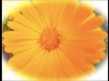 Calendula - the Power to Heal | Harmonic Arts