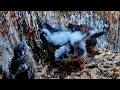 Youngest Kestrel Chick Exercises Wings With Furious Flapping | June 4, 2026