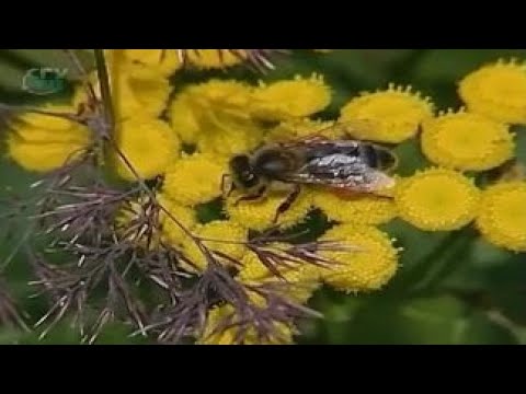 Общая биология. Мутуализм (форма взаимополезного сожительства двух организмов)