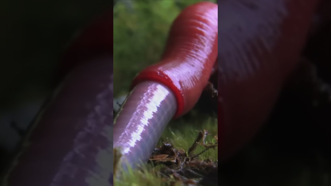 A Jaw Dropping Encounter 