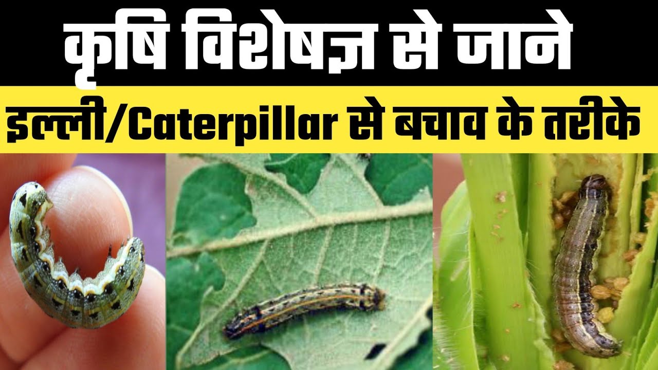 tobacco caterpillar in cotton | Community Meet Spodoptera litura, a local