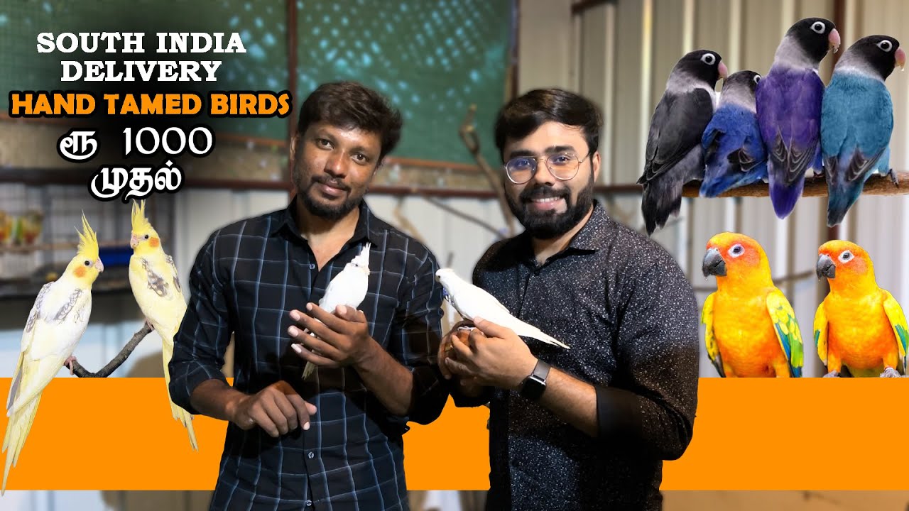 ₹1000 ரூபாய் முதல் Hand Tamed Birds for Sale South India Delivery