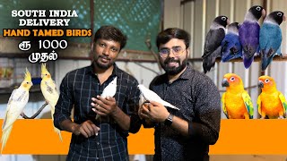 ₹1000 ரூபாய் முதல் Hand Tamed Birds for Sale | South India Delivery Available