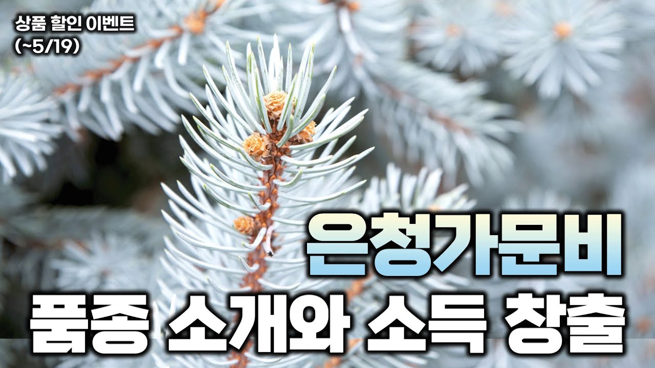 독특한 색감과 아름다운 수형, 은청가문비의 품종과 소득 창출 가치 알아보기! - YouTube