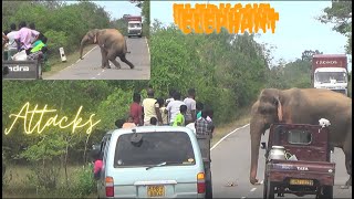 Huge Elephants Attack රාජු සහ කණේහිලා සටන