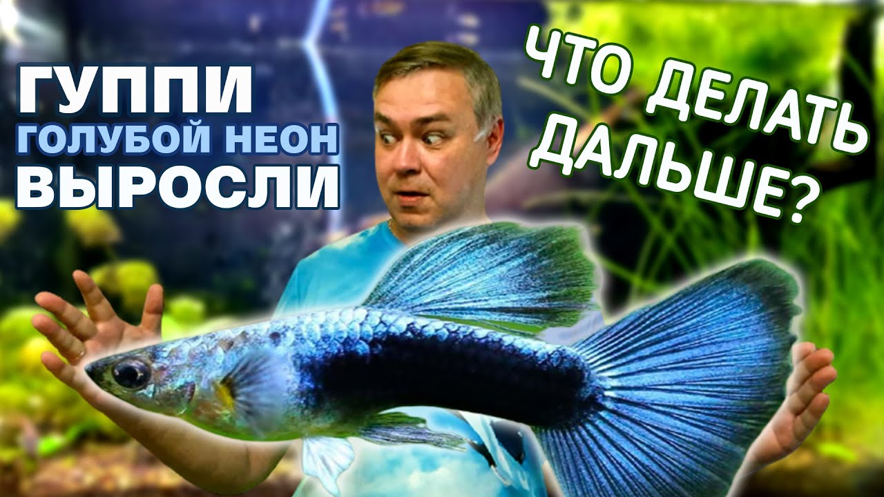 Породистые Гуппи подросли. Что дальше?