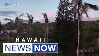 New drone video shows devastating impact from coconut rhinoceros beetles on Oahu’s North Shore