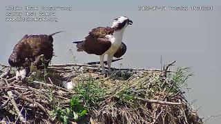 We Have An Osprey HATCH today! And Mom is offering Baby it's first meal at 2:12PM ...