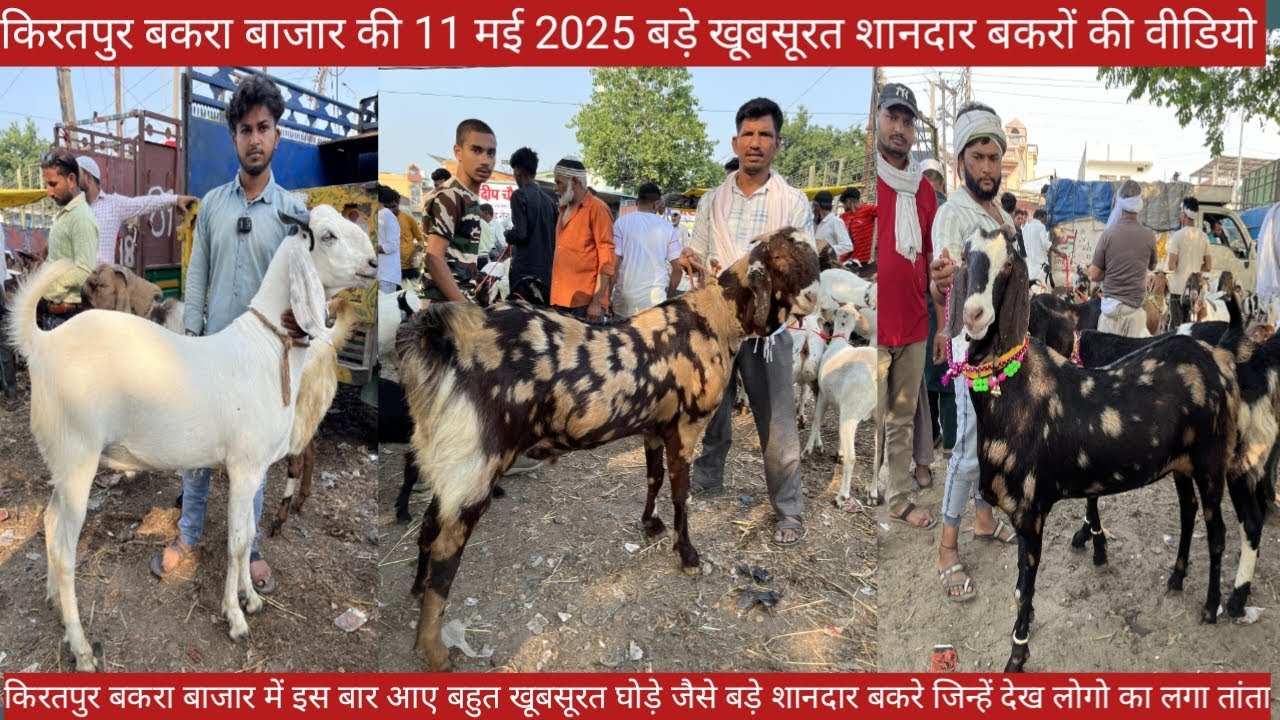 किरतपुर बकरा बाजार की 11 मई 2025 कुर्बानी के बड़े बकरे वीडियो | किरतपुर बकरा बाजार की लेटेस्ट वीडियो