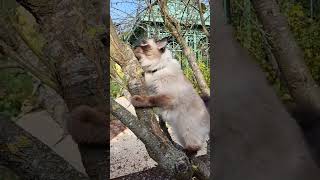 Wild one! Wild animal spotted in our garden 🤣. Simonne, little hero! #shorts #cat #garden