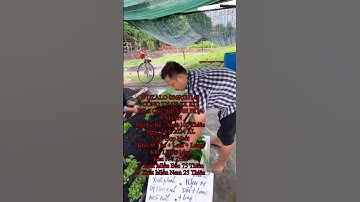 Hoa Cúc Giống A Nhàn Khánh Hòa Đại Đóa Pha Lê Trồng Chậu 1M2 1M 85 60 40 C20 Xuất BN #shorts